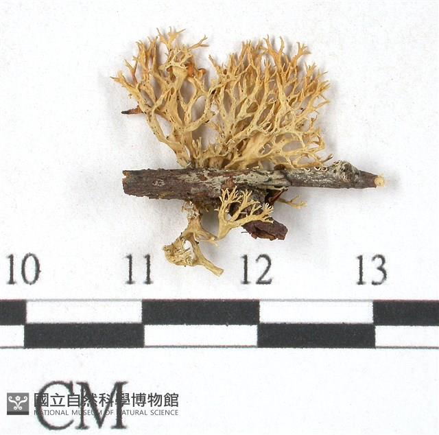 登錄號:L00000365藏品圖，第1張