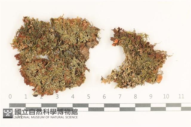 登錄號:L00003615藏品圖，第1張