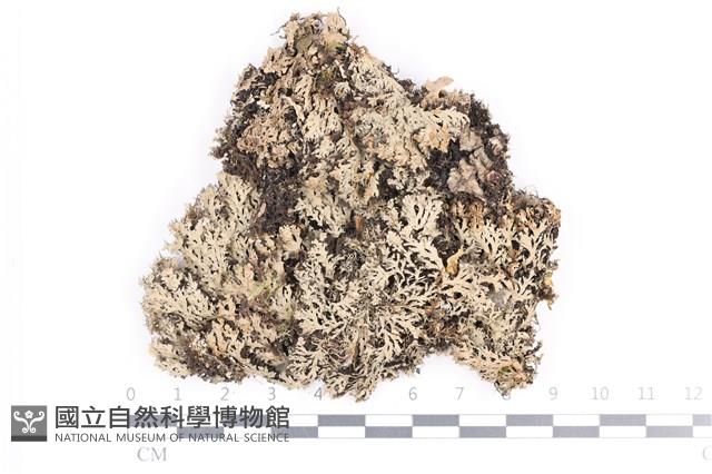 小葉雪花衣藏品圖，第1張