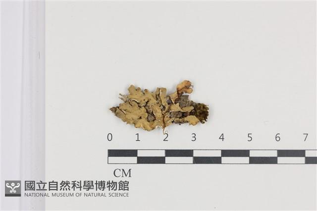 登錄號:L00005215藏品圖，第1張