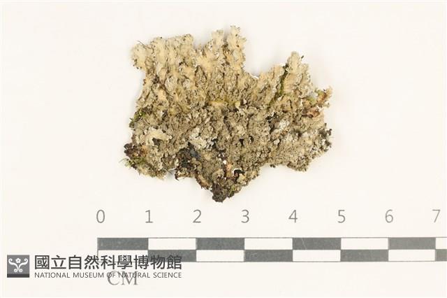 登錄號:L00003215藏品圖，第1張