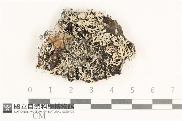 登錄號:L00004215藏品圖，第1張