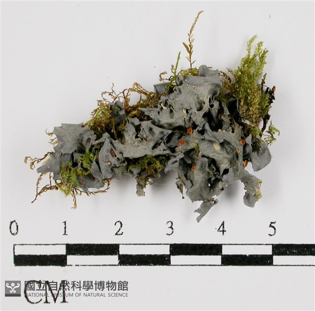 登錄號:L00002115藏品圖，第1張