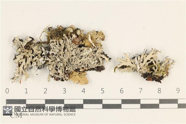 登錄號:L00003115藏品圖，第1張