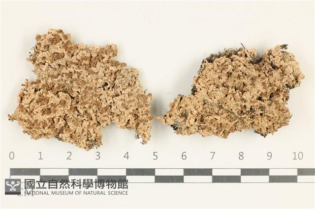 登錄號:L00001515藏品圖，第1張