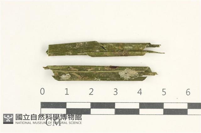 登錄號:L00004515藏品圖，第1張
