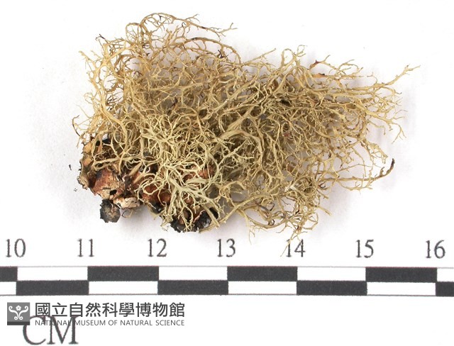 登錄號:L00001415藏品圖，第1張