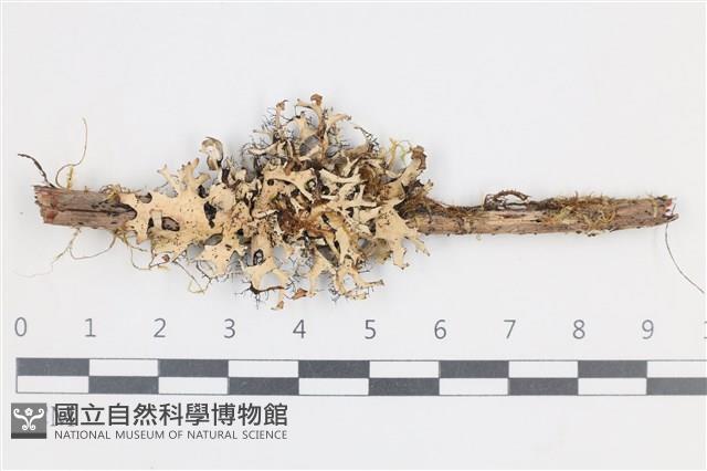 登錄號:L00002315藏品圖，第1張