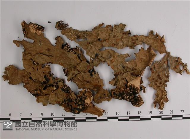 中國兜衣藏品圖，第1張