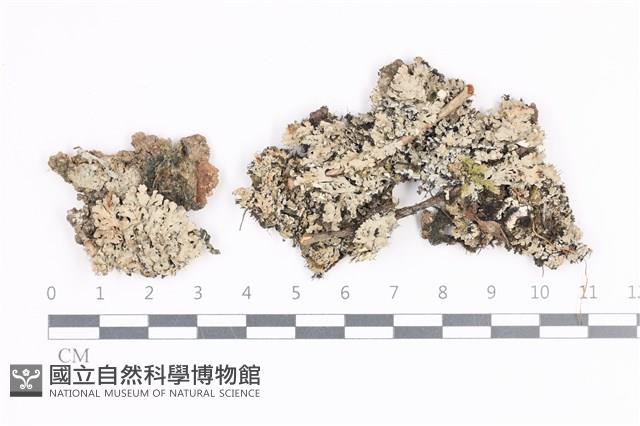 登錄號:L00001315藏品圖，第1張
