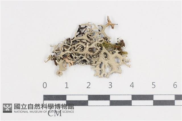 登錄號:L00003645藏品圖，第1張