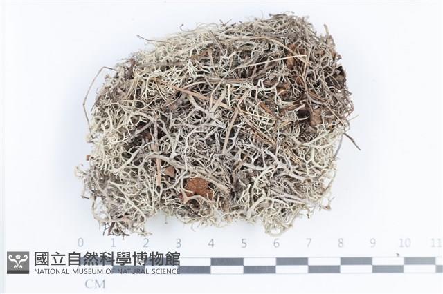 登錄號:L00004245藏品圖，第1張