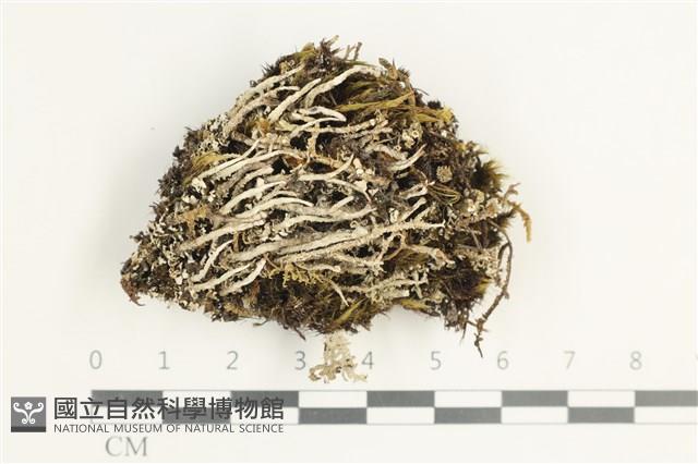 登錄號:L00002145藏品圖，第1張