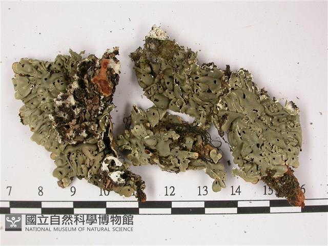 登錄號:L00002445藏品圖，第1張