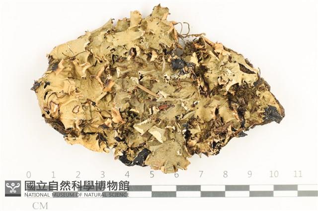 登錄號:L00001345藏品圖，第1張