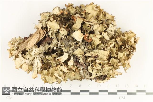 登錄號:L00004345藏品圖，第1張