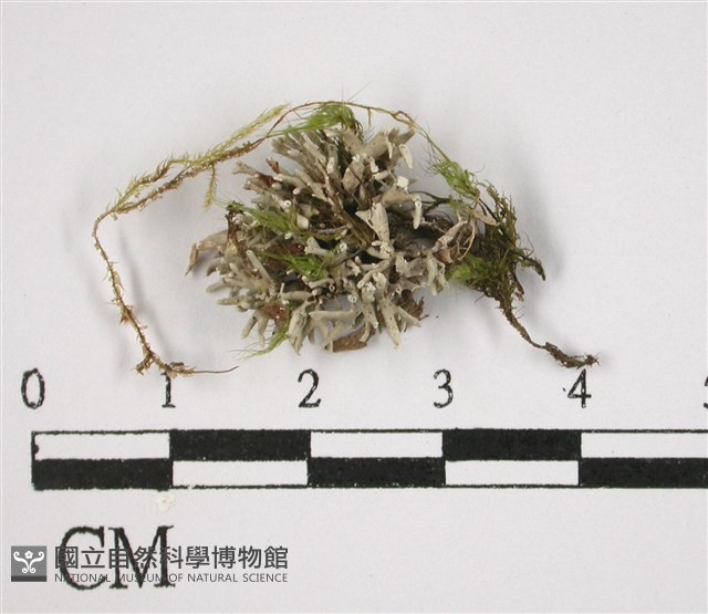 登錄號:L00002745藏品圖，第1張