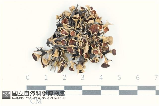 登錄號:L00003025藏品圖，第1張