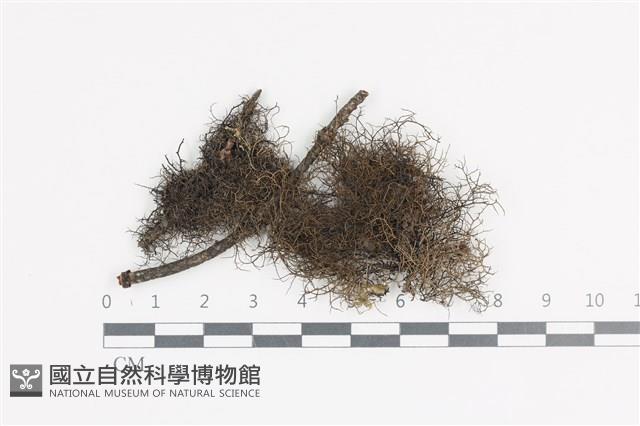 館號:L00004125藏品圖，第1張