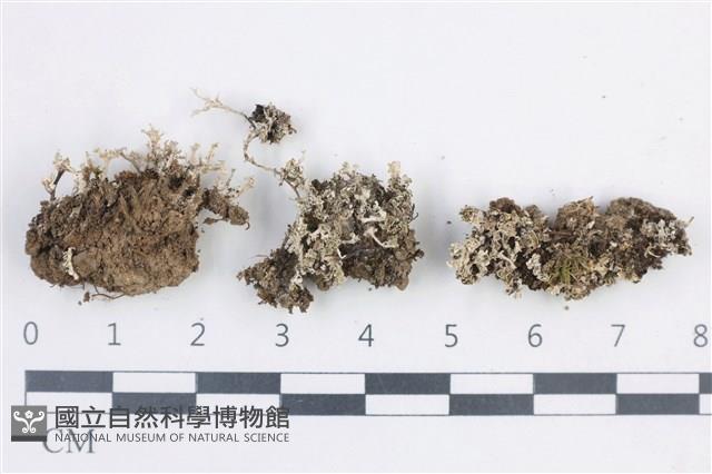 登錄號:L00003525藏品圖，第1張