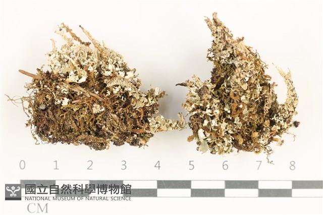 登錄號:L00001425藏品圖，第1張