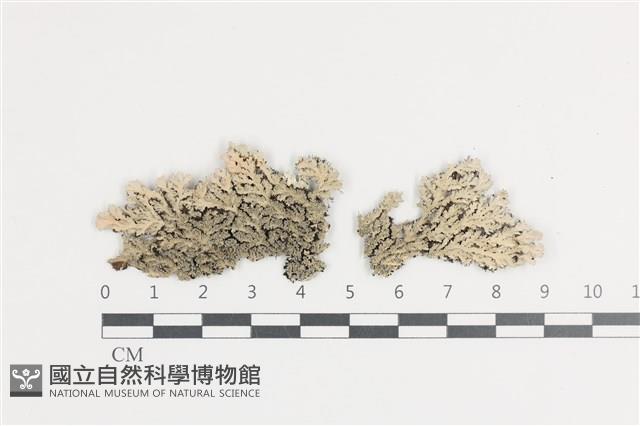 裂芽雪花衣藏品圖，第1張