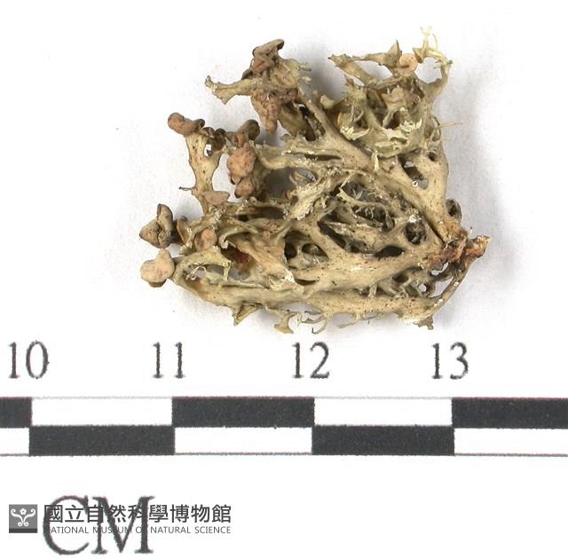 登錄號:L00001075藏品圖，第1張