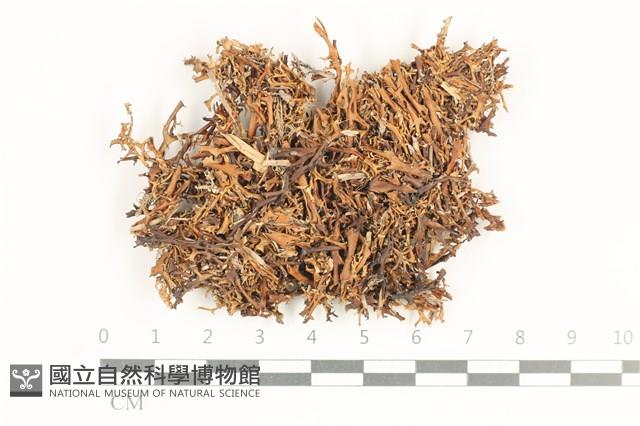 登錄號:L00000575藏品圖，第1張