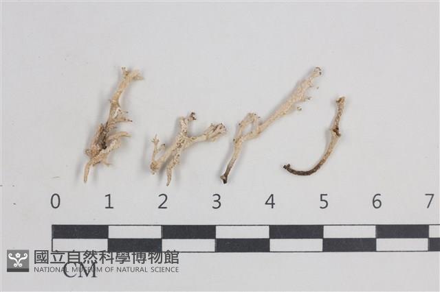 登錄號:L00005475藏品圖，第1張