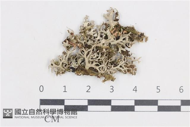 登錄號:L00004475藏品圖，第1張