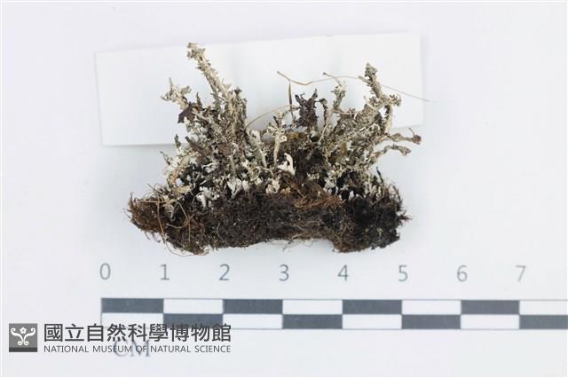登錄號:L00003775藏品圖，第1張