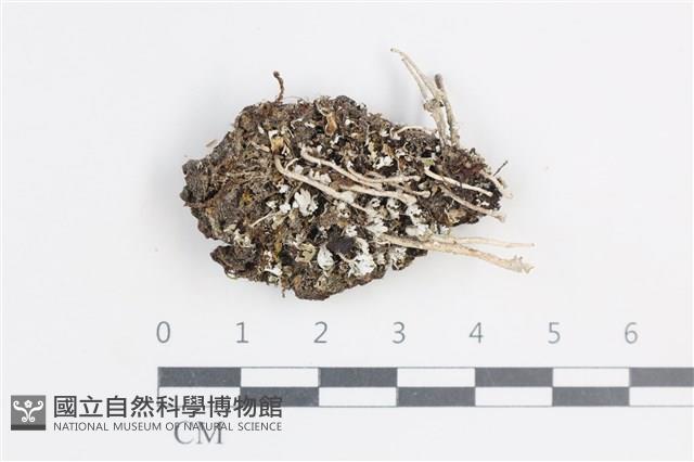 登錄號:L00004255藏品圖，第1張