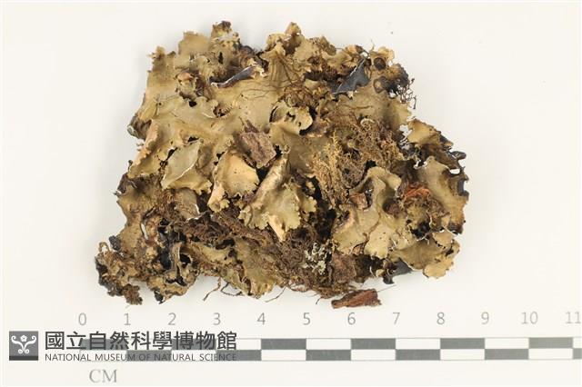 登錄號:L00002455藏品圖，第1張