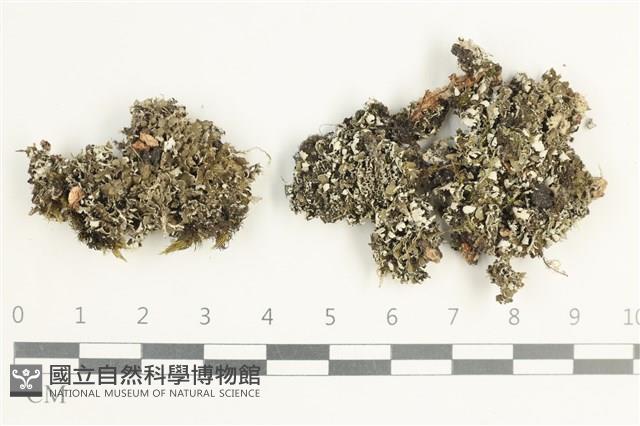 登錄號:L00002695藏品圖，第1張