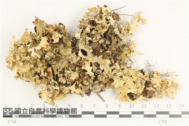 登錄號:L00002595藏品圖，第1張