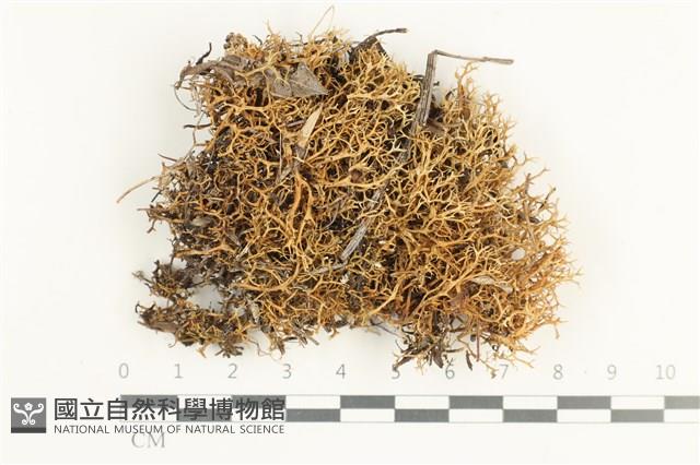 登錄號:L00001595藏品圖，第1張