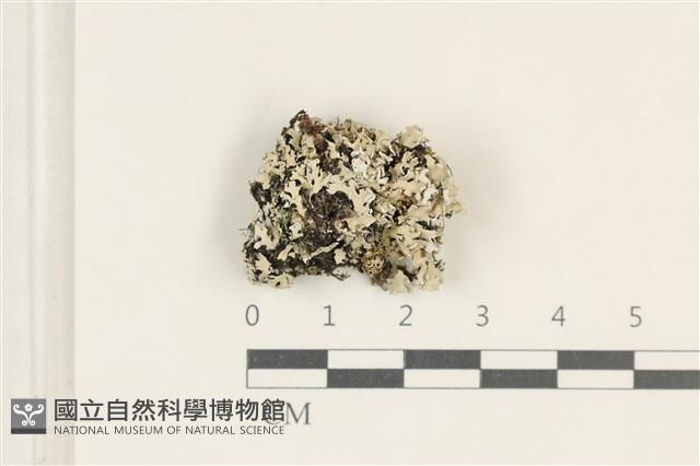 登錄號:L00004595藏品圖，第1張