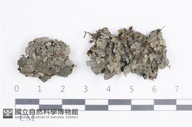 鱗瓦衣藏品圖，第1張