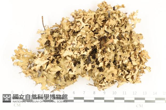 登錄號:L00002235藏品圖，第1張
