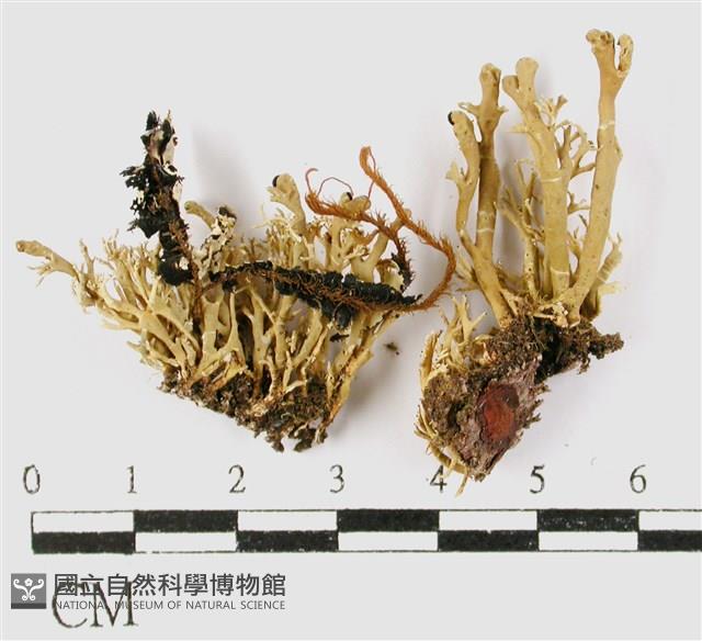 登錄號:L00001235藏品圖，第1張