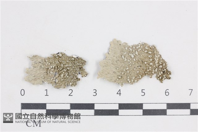 扁平黑囊基衣藏品圖，第1張