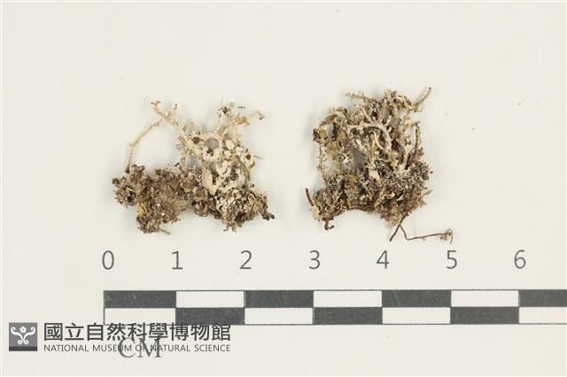 登錄號:L00000335藏品圖，第1張