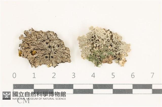 登錄號:L00004581藏品圖，第1張