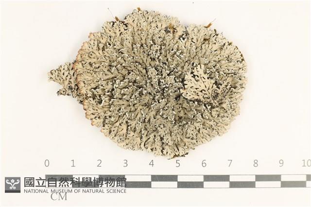 登錄號:L00003601藏品圖，第1張