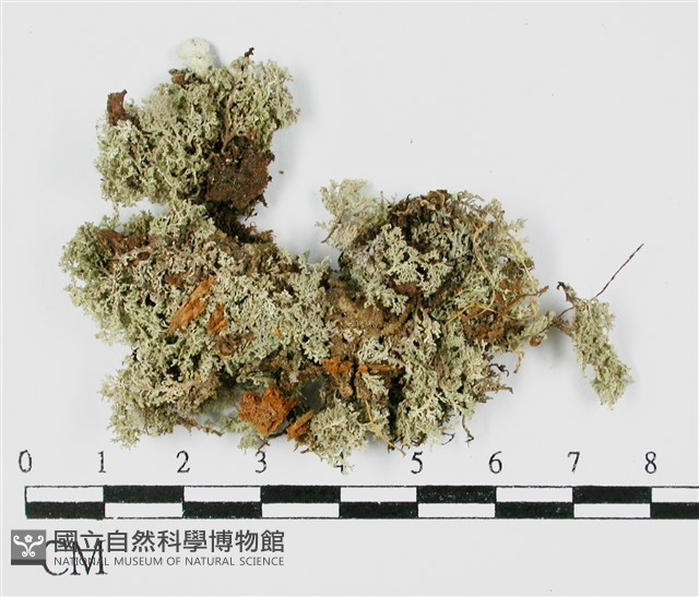 登錄號:L00001261藏品圖，第1張