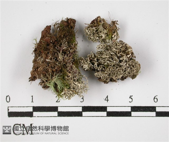 登錄號:L00002461藏品圖，第1張