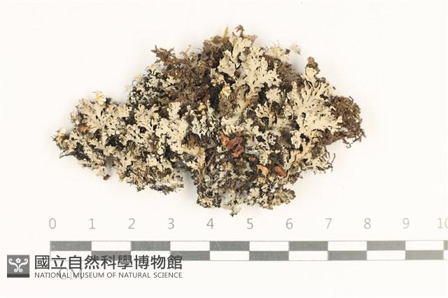 登錄號:L00002761藏品圖，第1張