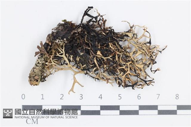 登錄號:L00001611藏品圖，第1張