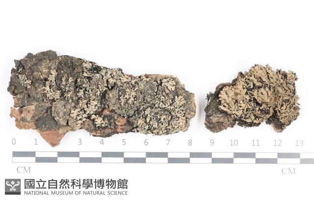 小葉雪花衣藏品圖，第1張