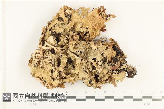 登錄號:L00002511藏品圖，第1張